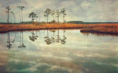 Gallery 333 Meet the Artist: Emily Carter Mitchell