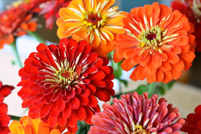 zinnias